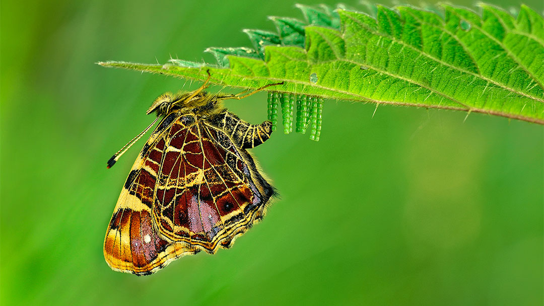 Die schönsten Insekten der Schweiz