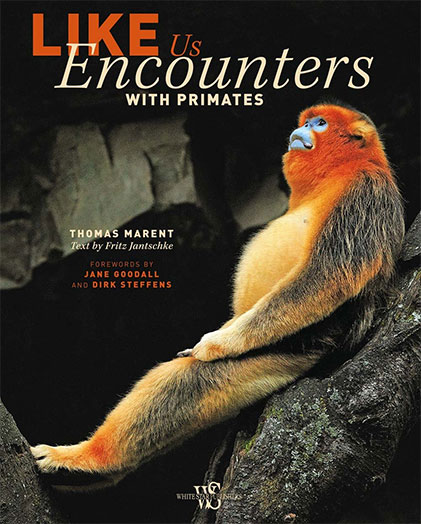 Like Us: Encounters with Primates